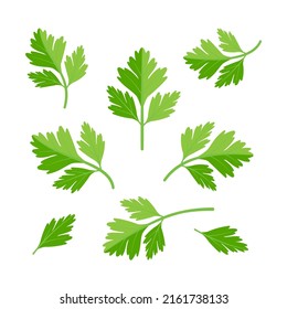 Green leaves of fresh parsley plant. Vegan food vector design elements