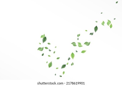 Green Leaves Fresh Vector White Background Brochure. Swirl Foliage Concept. Forest Leaf Herbal Poster. Greenery Tea Template.