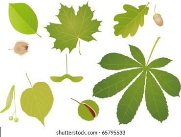 Green leaves with fruits. A vector illustration.