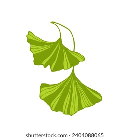 Green leaves of ginkgo biloba.Vector graphics.