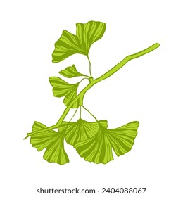 Green leaves of ginkgo biloba.Vector graphics.