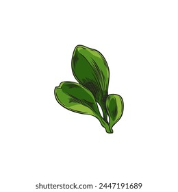 Green leaves of goji berries plant hand drawn icon. Natural fragrant herbal tea or condiment foliage sketch. Vector botanical floral decoration element isolated on white. Agricultural or wild plant