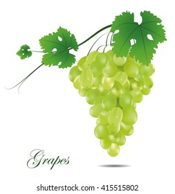 Green leaves, grape
