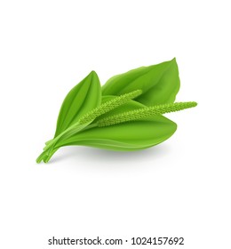 Green leaves of Greater Plantain (Plantago major or Soldiers Herb). Illustration on a White Background