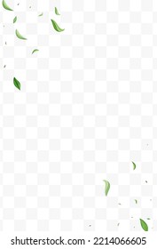Green Leaves Herbal Vector Transparent Background Concept. Blur Greens Poster. Olive Foliage Falling Wallpaper. Leaf Ecology Design.