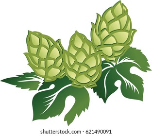 Green leaves and hop cones isolated on white background decorative vector illustration.
