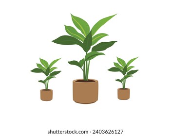 Green leaves of house plant design nature backdrop isolated on white background