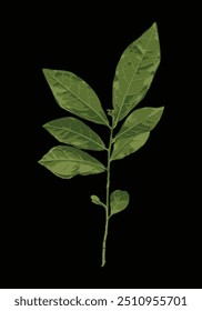 Green leaves isolated on a black background. Vector illustration for design elements.
