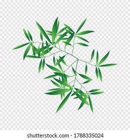 Green Leaves  Isolated On Transparent Background Vector illustration.