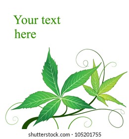 Green leaves isolated on white background, vector illustration