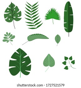 Green leaves isolated on white background. Tropiccal Palm and jungle leaves set 