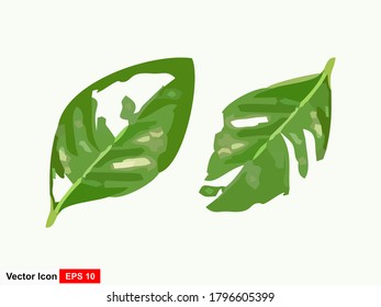 Green leaves isolated on white background.