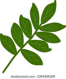 Green leaves isolated on white background