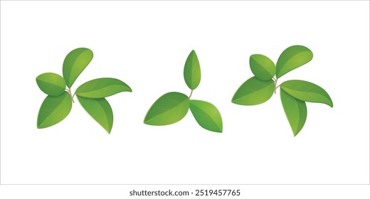 green leaves isolated on white background
