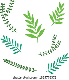 Grüne Blätter einzeln auf weißem Hintergrund