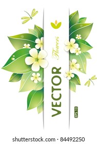 Green leaves and jasmin flowers, vector illustration, eps-10