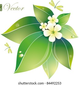 Green leaves and jasmin flowers, vector illustration, eps-10
