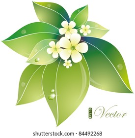 Green leaves and jasmin flowers, vector illustration, eps-10