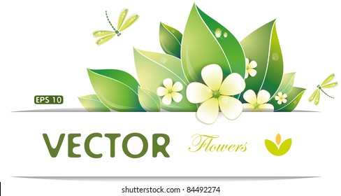 Green leaves and jasmin flowers, vector illustration, eps-10