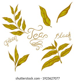 green leaves logo, tea green leaves. vector illustration isolated on white background.
