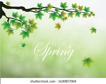 Green leaves of maple tree with unfocused background. Hello Spring vector background