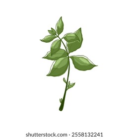 Green leaves of mint. Fresh herbal with green. For menu, packaging, cooking book, web or label design vector illustration in flat style.