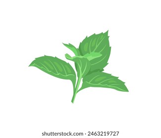 Green leaves of mint. Twig of green fresh mint isolated on white background. Vector cartoon illustration.