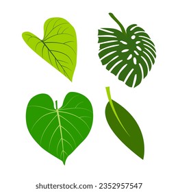 Grüne Blätter von Monstera-Blatt, Vektorgrafik einzeln auf weißem Hintergrund,