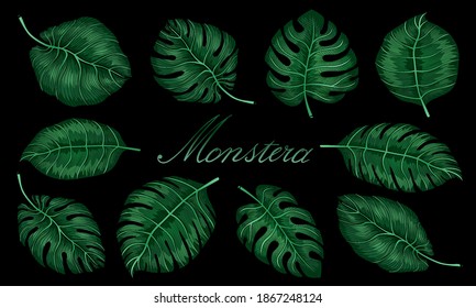 Green leaves of Monstera plant growing in wild, the tropical forest plant, evergreen vine on black background. Set of tropical monstera leaves. Vector illustration art