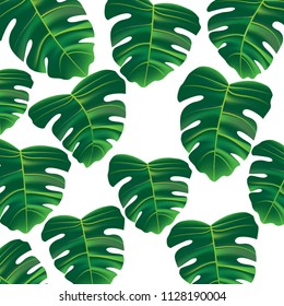 Green Leaves of Monstera vector illustration design for nature pattern or background with white isolated