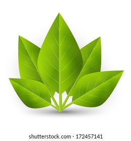 Green leaves n white background