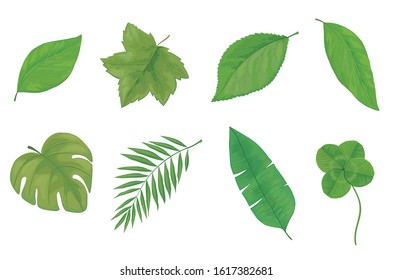Green leaves in nature illustration