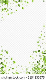 Green Leaves Nature Vector Transparent Background. Tree Greens Border. Swamp Foliage Flying Wallpaper. Leaf Ecology Template.