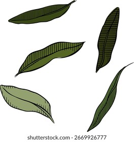Folhas verdes Folha de oliveira conjunto de itens coloridos isolados. Ilustração de tinta de linha de gráfico vetorial. Coleção botânica adequada para o convite de casamento, salve a data, obrigado, ou cartão de saudação.

