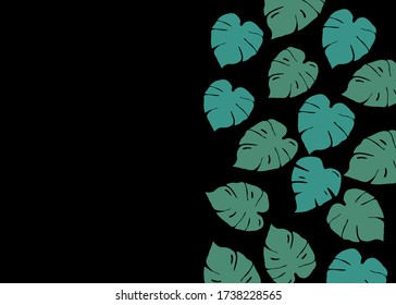 Green leaves on black background. Monstera leaves.