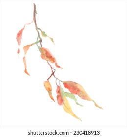 Green leaves on branch. Watercolor botanical vector