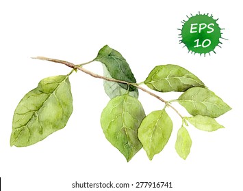 Green leaves on branch. Watercolor vector. Botanical illustration