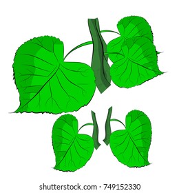 Green leaves on a branch, on white background, vector.