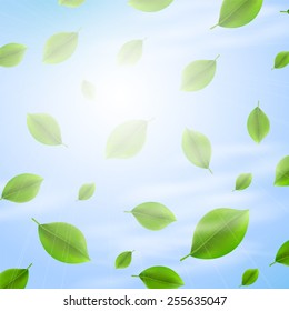Green leaves on sunny background