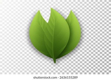 Green leaves on transparent background. Vegan, eco, organic set of leaves for design. Swirl greenery design. Leaf ecology banner. Vector illustration.