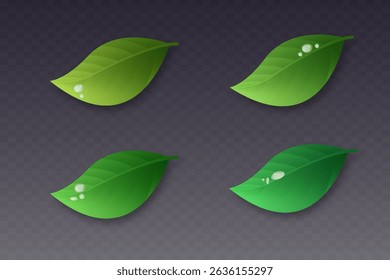 Green leaves on transparent background. Vegan, eco, organic set of leaves for design. Swirl greenery design. Leaf ecology banner. Vector illustration.