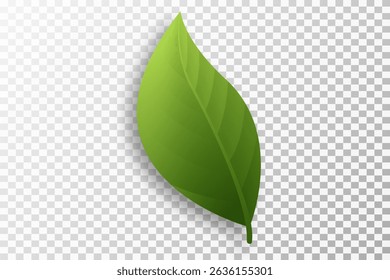 Green leaves on transparent background. Vegan, eco, organic set of leaves for design. Swirl greenery design. Leaf ecology banner. Vector illustration.