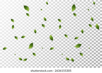 Green leaves on transparent background. Vegan, eco, organic set of leaves for design. Swirl greenery design. Leaf ecology banner. Vector illustration.