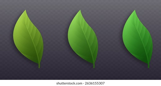 Green leaves on transparent background. Vegan, eco, organic set of leaves for design. Swirl greenery design. Leaf ecology banner. Vector illustration.