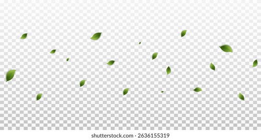 Green leaves on transparent background. Vegan, eco, organic set of leaves for design. Swirl greenery design. Leaf ecology banner. Vector illustration.