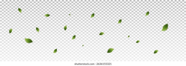 Green leaves on transparent background. Vegan, eco, organic set of leaves for design. Swirl greenery design. Leaf ecology banner. Vector illustration.