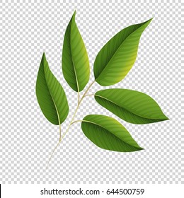 Green Leafs Isolated Stock Vectors, Images & Vector Art | Shutterstock