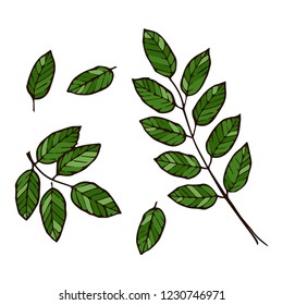 Green leaves on a white background. Tree branch. Vector illustration.