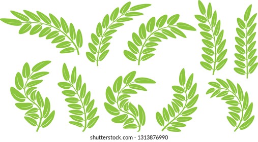 Green leaves on white background