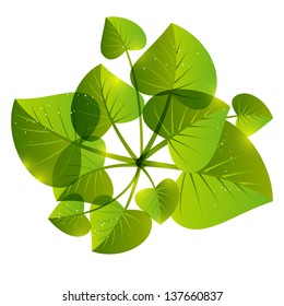 Green leaves on white background